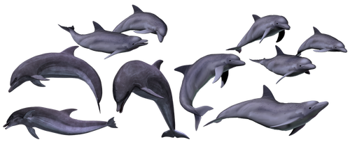 dolphins  marine  sea