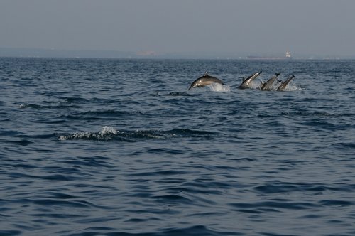 dolphins  jump  sea