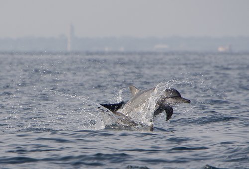 dolphins  dolphin  jump