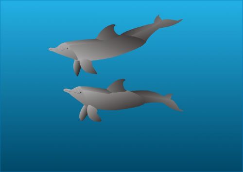 dolphins marine mammals dolphin