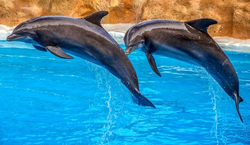 dolphins  animal  nature