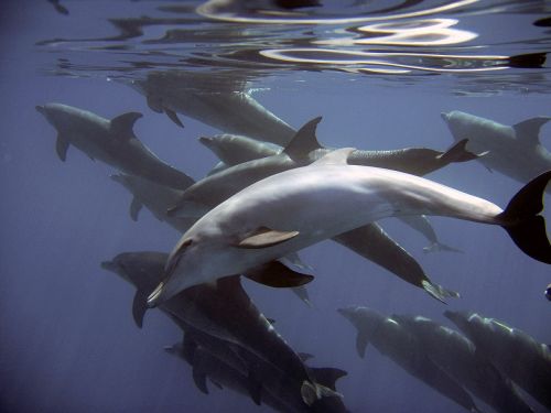 dolphins fish mammals