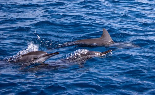 dolphins  blue sea  open water