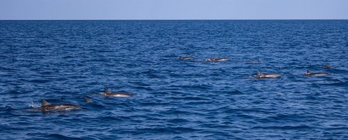 dolphins  sea  marine
