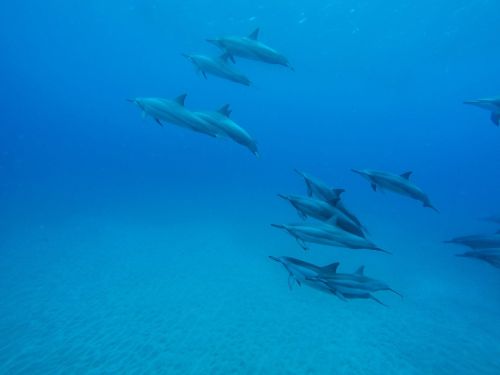 dolphins underwater ocean