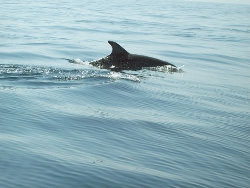 dolphins meeresbewohner pinball