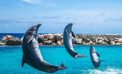 dolphins aquarium jumping
