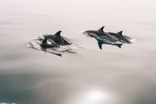 dolphins jumping glassy