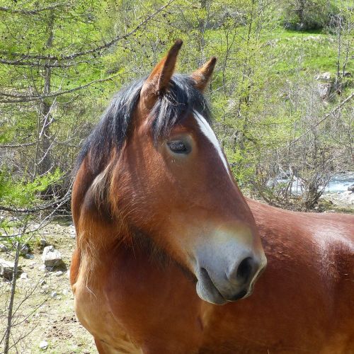 domestic animal horse head