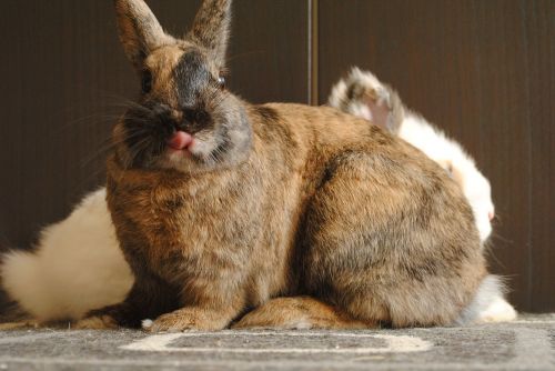 domestic animal rabbit strawberry