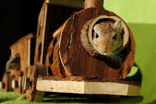 domestic animal rodent gerbil