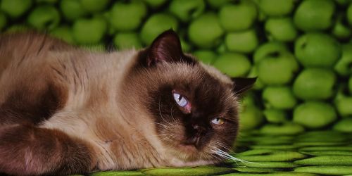 domestic cat cat british shorthair
