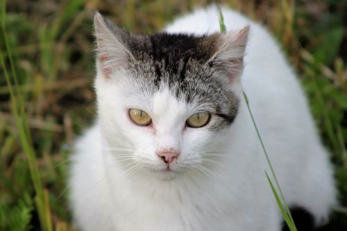 domestic cat white animal