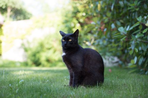 domestic cat black cat kitten