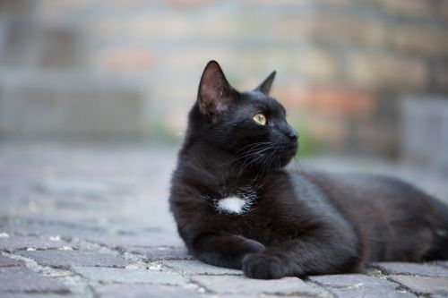 domestic cat black cat kitten