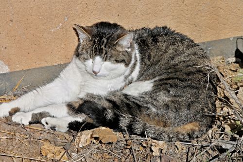 domestic cat cat doze