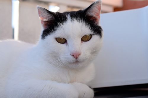 domestic cat cat's eyes pet