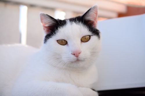 domestic cat cat's eyes pet