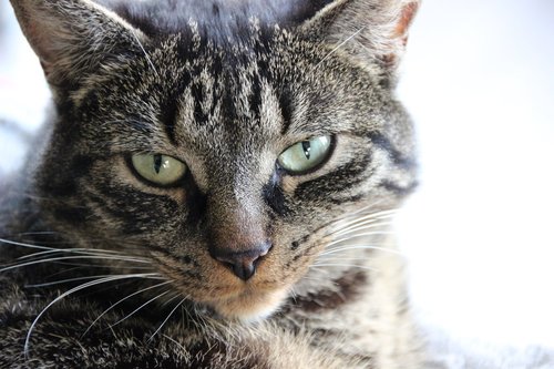 domestic cat  grey mackerel  cat face