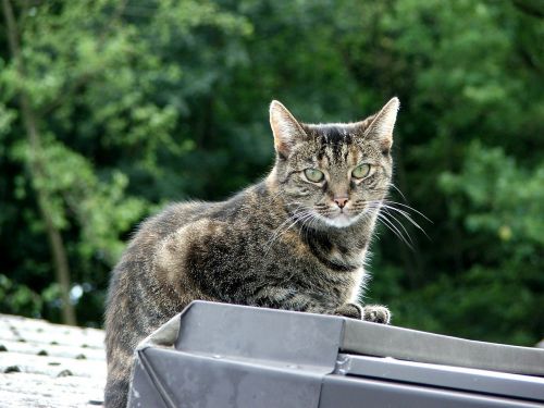 domestic cat cat mackerel