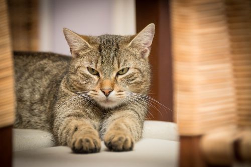 domestic cat cat relaxed