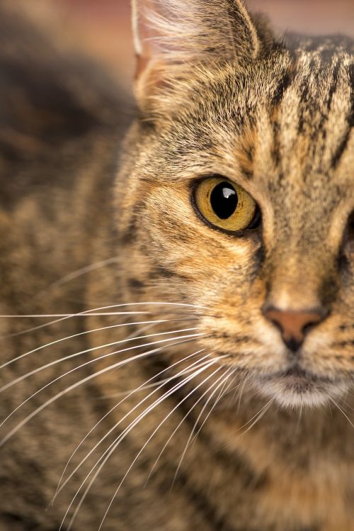 domestic cat close-up public record domestic cat