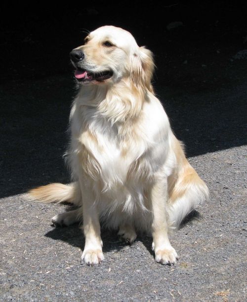 domestic dog canis familiaris golden retriever