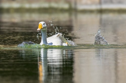 domestic duck  water splash  splash
