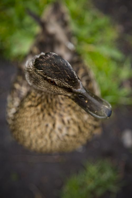 Domestic Ducks