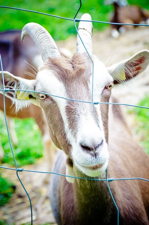domestic goat horns thuringian forest goat