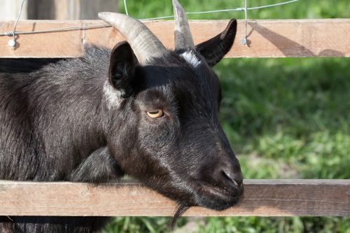 domestic goat capra aegagrus hircus goat