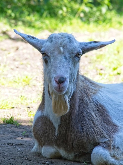 domestic goat  goat  livestock