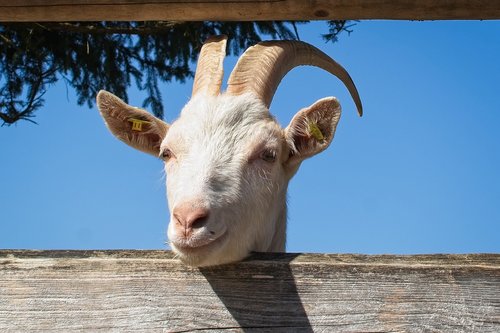 domestic goat  goat  head