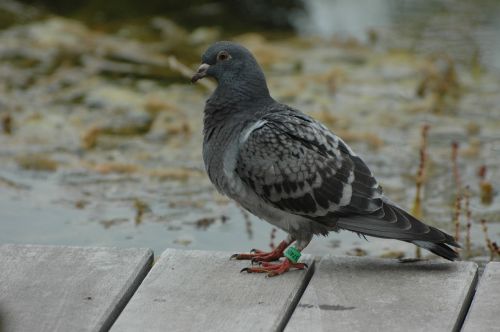 domestic pigeon terrace bird