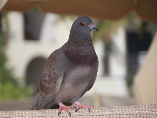 domestic pigeon bird gray