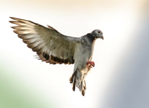 domestic pigeons flight wings