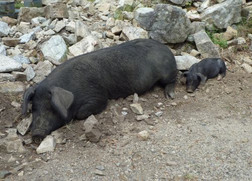 domestic pigs pigs black
