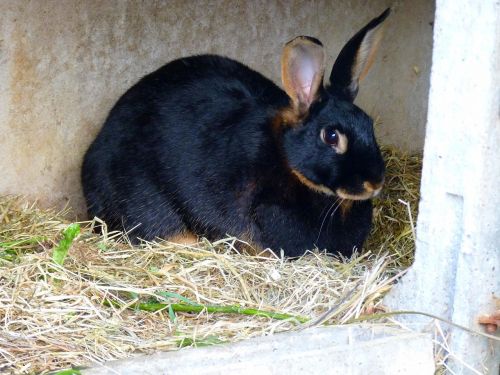 domestic rabbit bunny hare