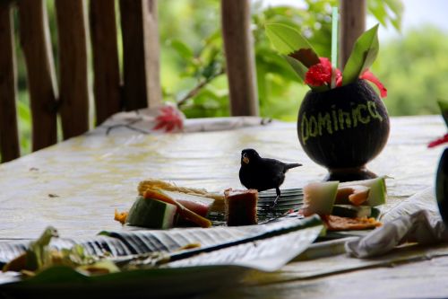 dominica bird hunger