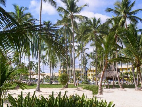 dominican republic palm trees caribbean