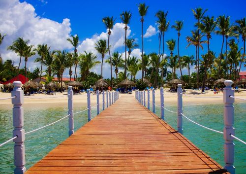 dominican republic tropics palms