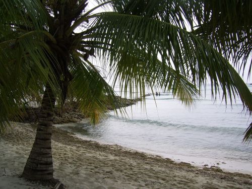 dominika beach palm