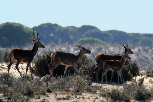 doñana national park spain deer morning