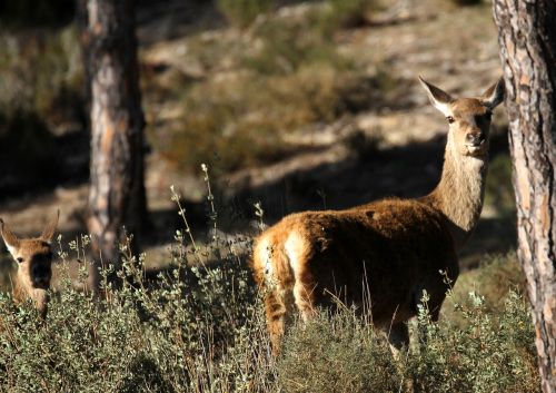 doñana national park spain deer pines