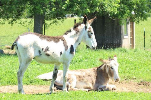 donkey farm summer