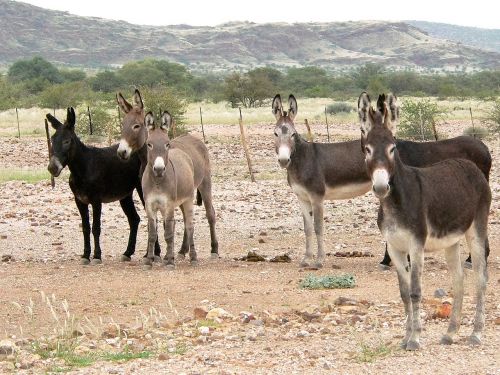 donkey group flock