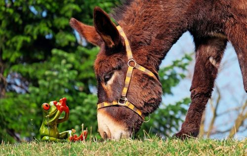 donkey frog fear