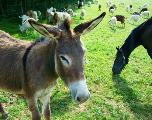 donkey hoofed animals grayish-brown