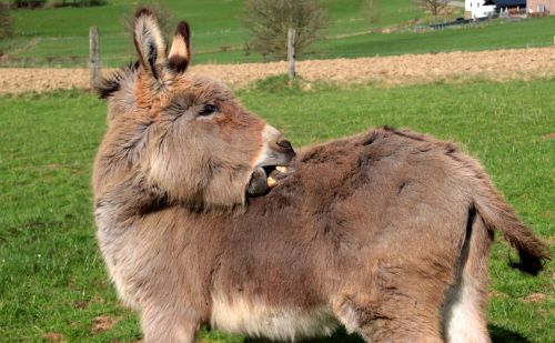 donkey domestic donkey equus asinus asinus