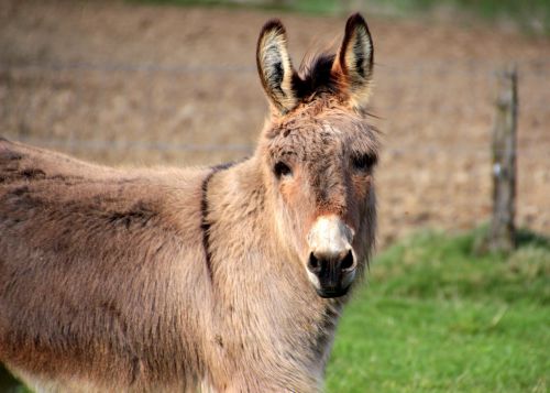 donkey domestic donkey equus asinus asinus